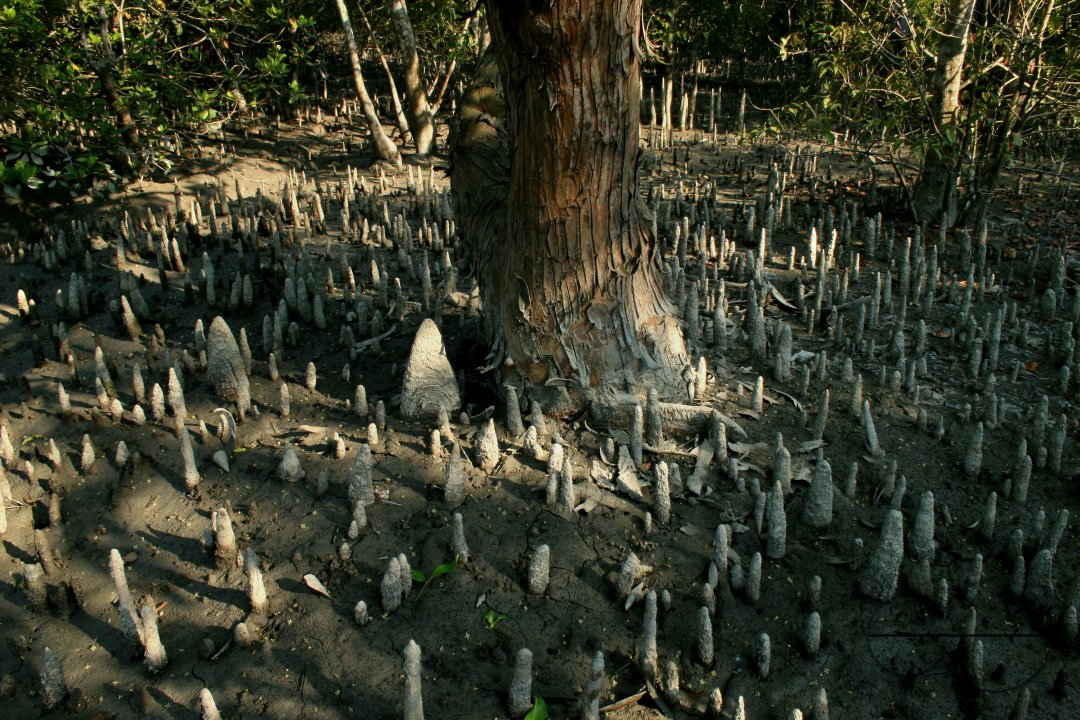 Sundarban: world's largest mangrove forest