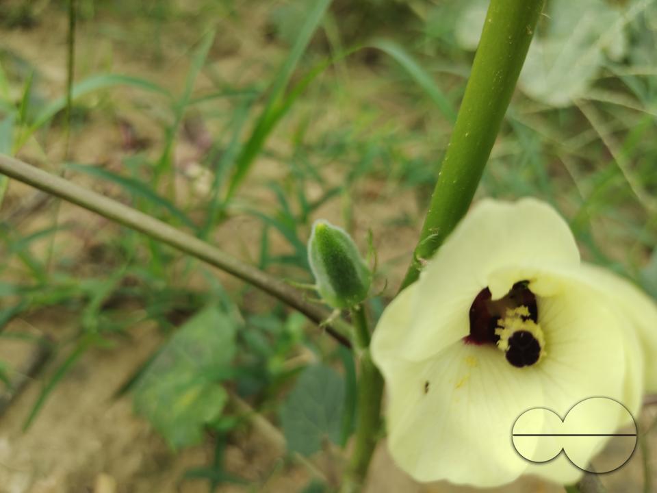 People plant vegetable and fruit trees for food at the Balukhali refugee camp