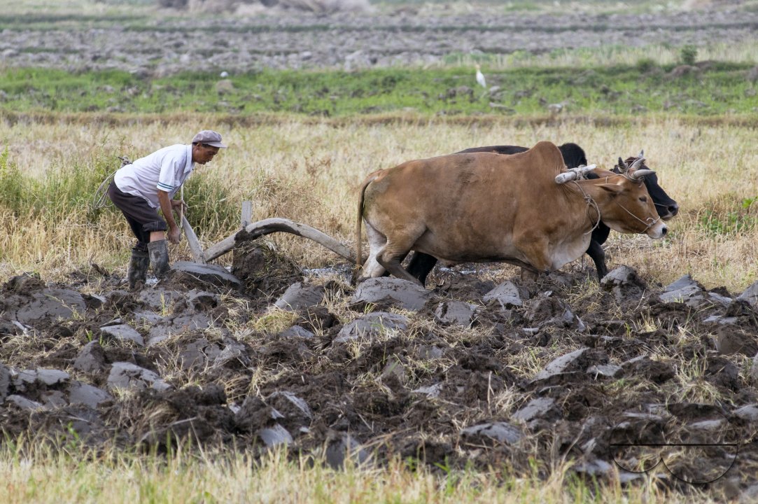 CHINA Peasant ploughing land with bullock in Yunnan province.