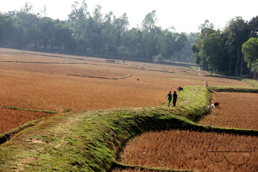 A new harvest season at paddy fields in rural villages in Bangladesh.