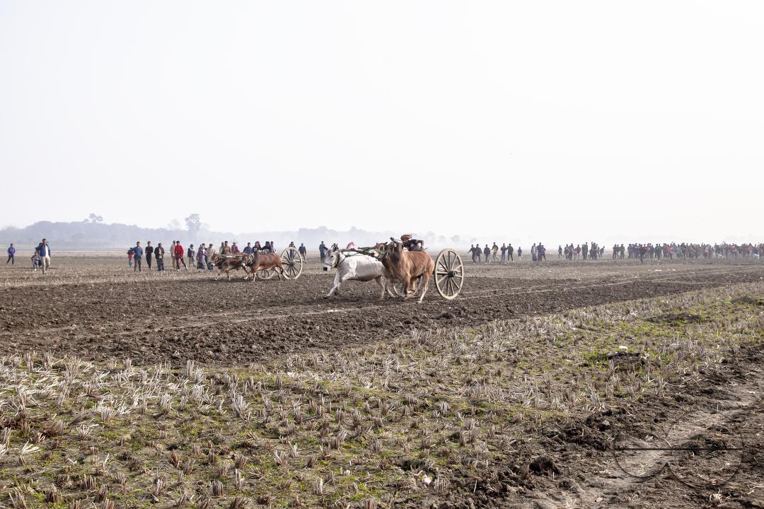 Bullock-carts traditional racing competition at a rural area in Jessore