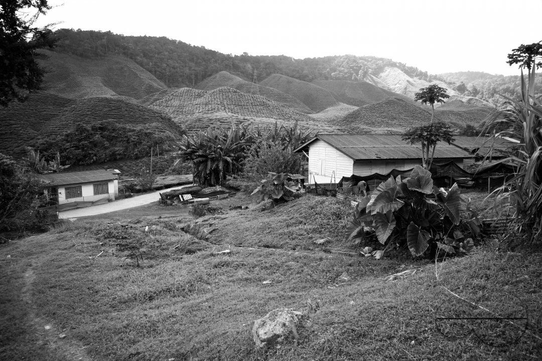 Migrants in Malaysia's tea estates
