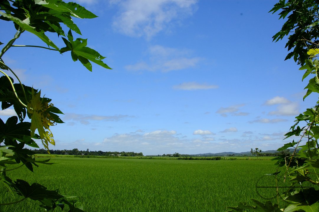 MWC003866