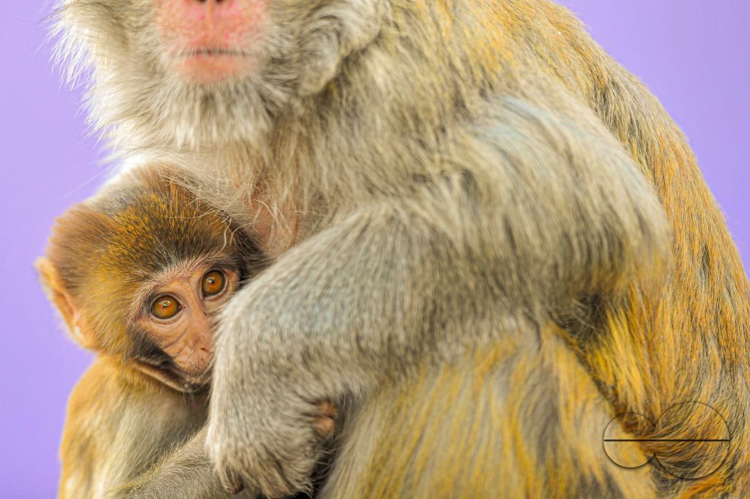 The Rhesus Macaque monkey on the streets of Sylhet