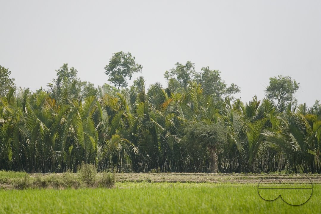 NIpa Palm: Golpata