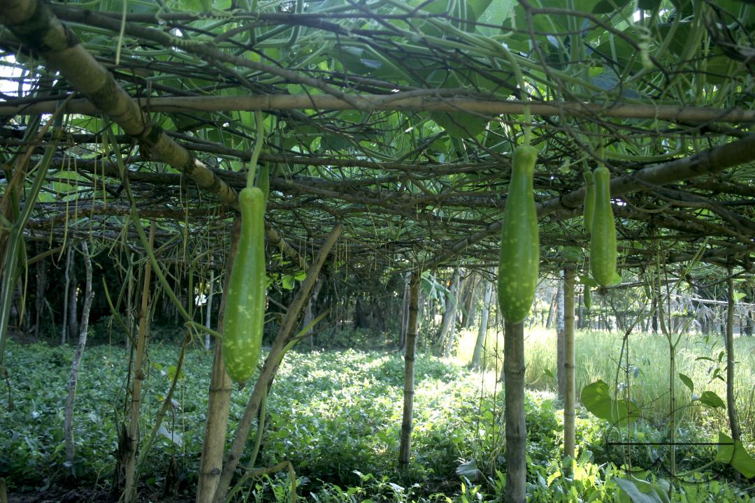 Bangladeshi farmers growing green chili at a vegetable field
