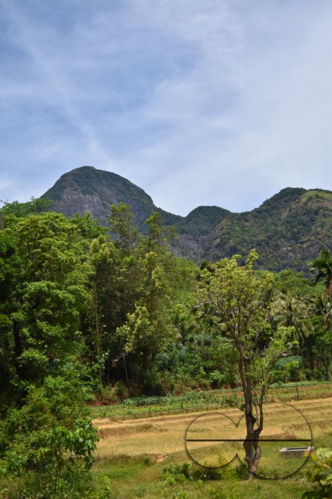 MWC031488