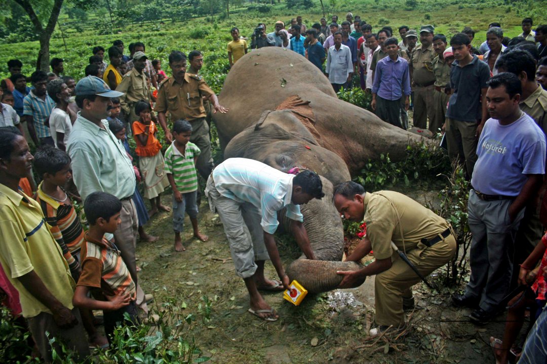 Preparation of emersion and the emersion of goddess Durga in Assam
