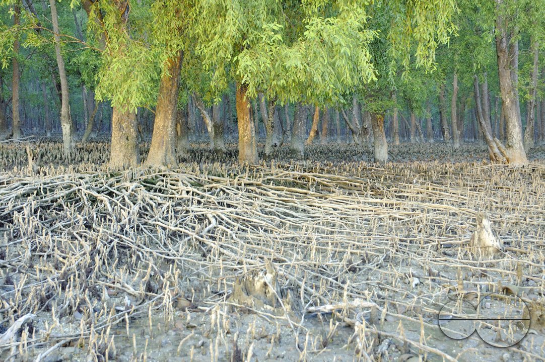 MWC003857