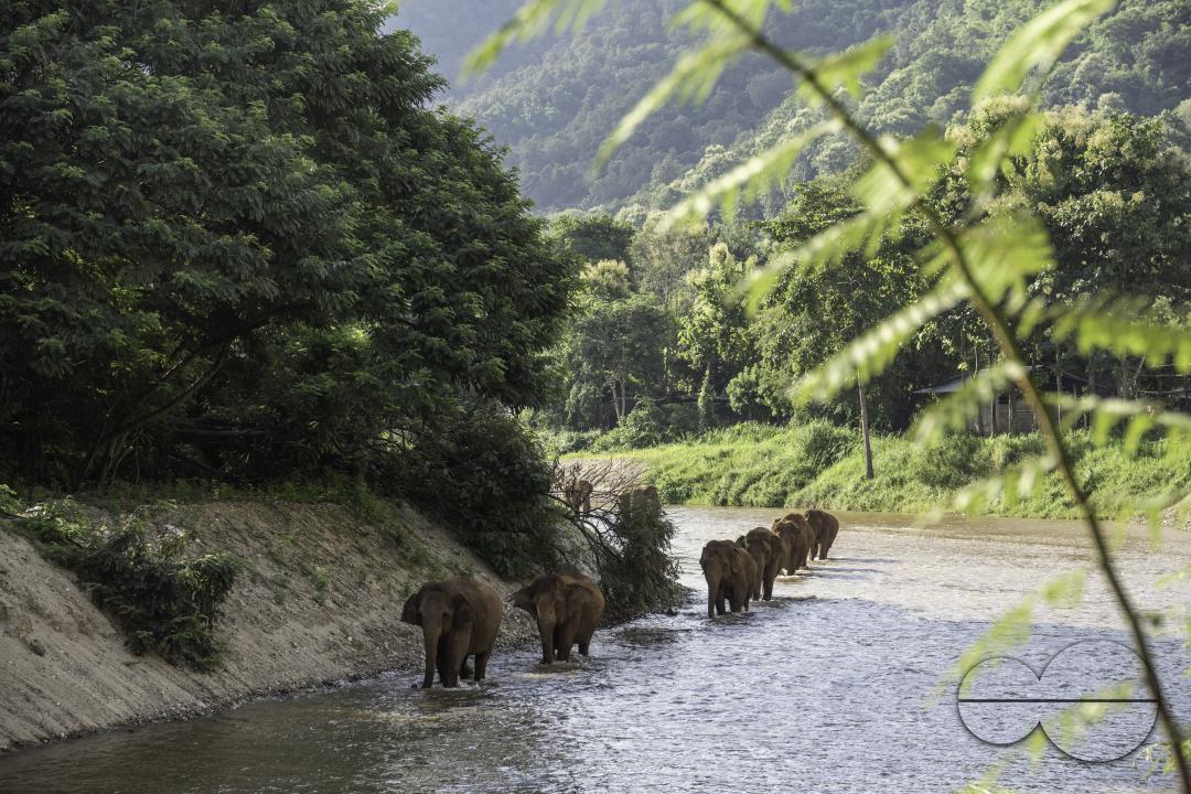 A herd of elephants are walking in the river, at the Elephant Nature Park, a rescue and rehabilitation sanctuary for animals that have been abused and exploited, in Chiang Mai, Thailand.