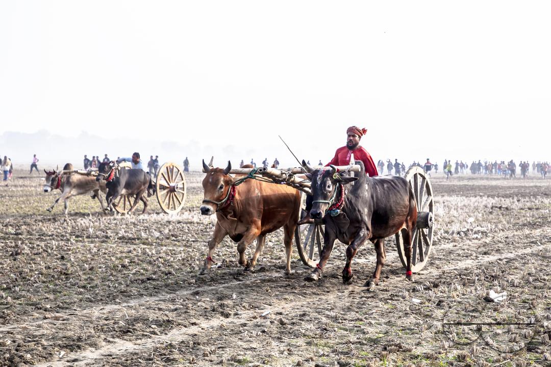 Bullock-carts traditional racing competition at a rural area in Jessore