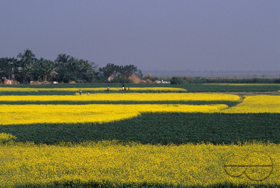 MWC002809