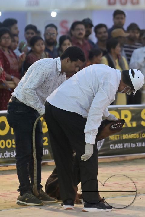 Judges are checking the dogs during the Agartala Dog Carnival-2024, organized by Tripura Veterinary Doctors Association & Pawsome (A social organisation) at Agartala