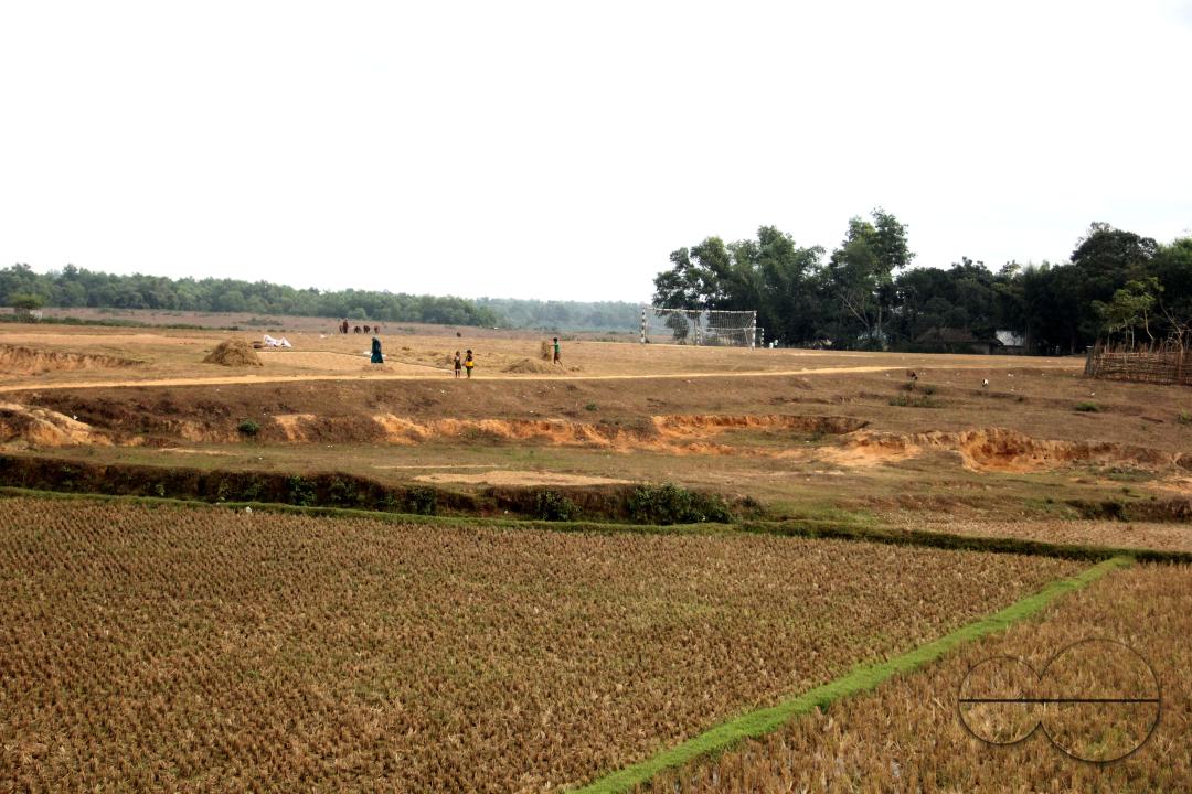 A new harvest season at paddy fields in rural villages in Bangladesh.