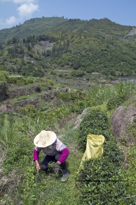 CHINA Peasants picking tea leaves  during harvest time in Fujian province.