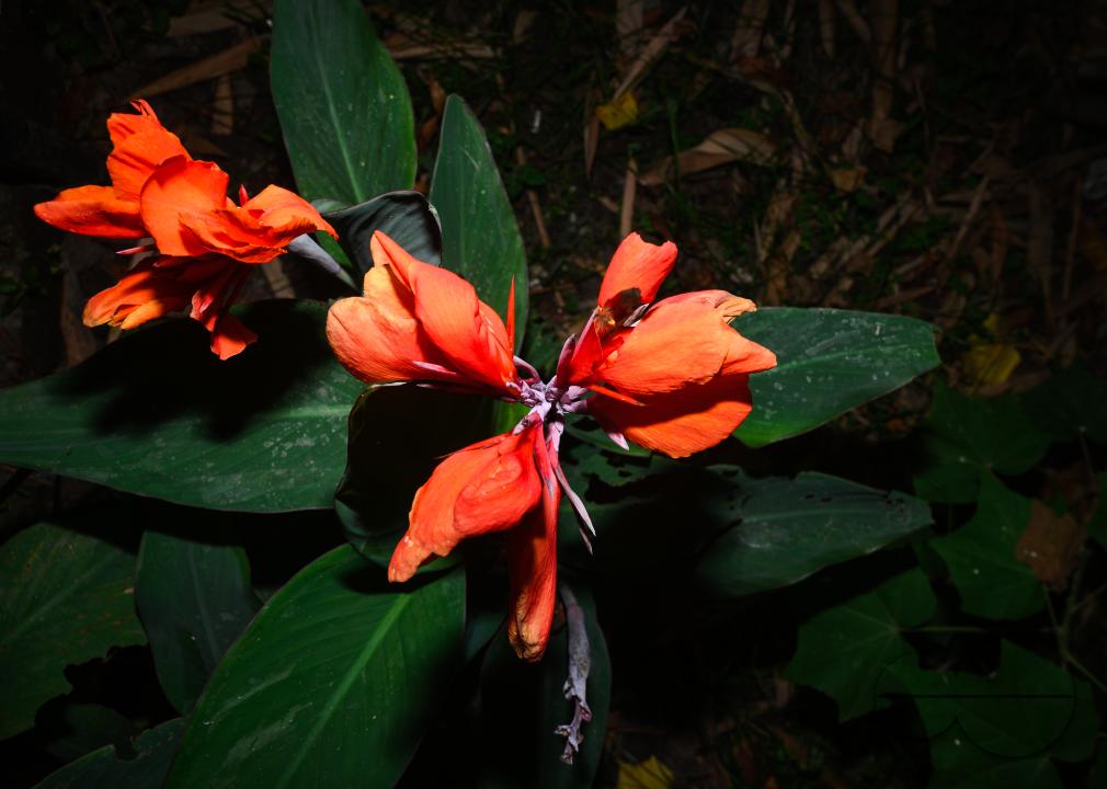 Canna x generalis (CG) is the scientific name for the common garden canna, canna lily, or Indian shot