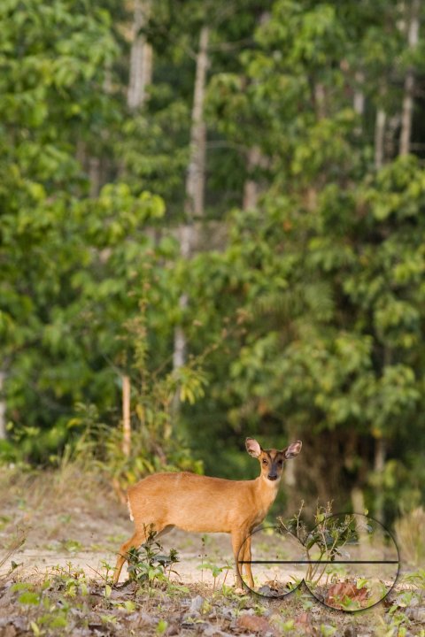 Wild Life