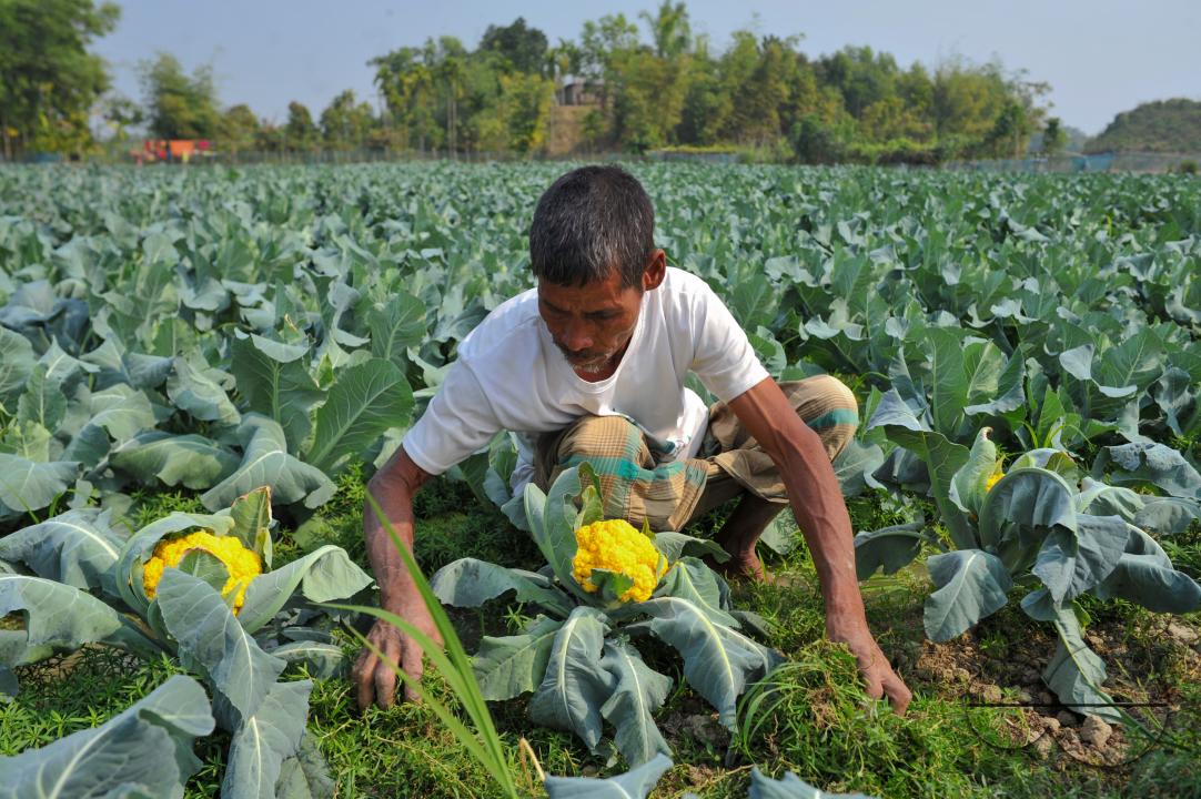 A young farmer with Valentina and Corotina, 2 varieties of cauliflower, which are Anti-diabetic and anti-cancer grown on his fields