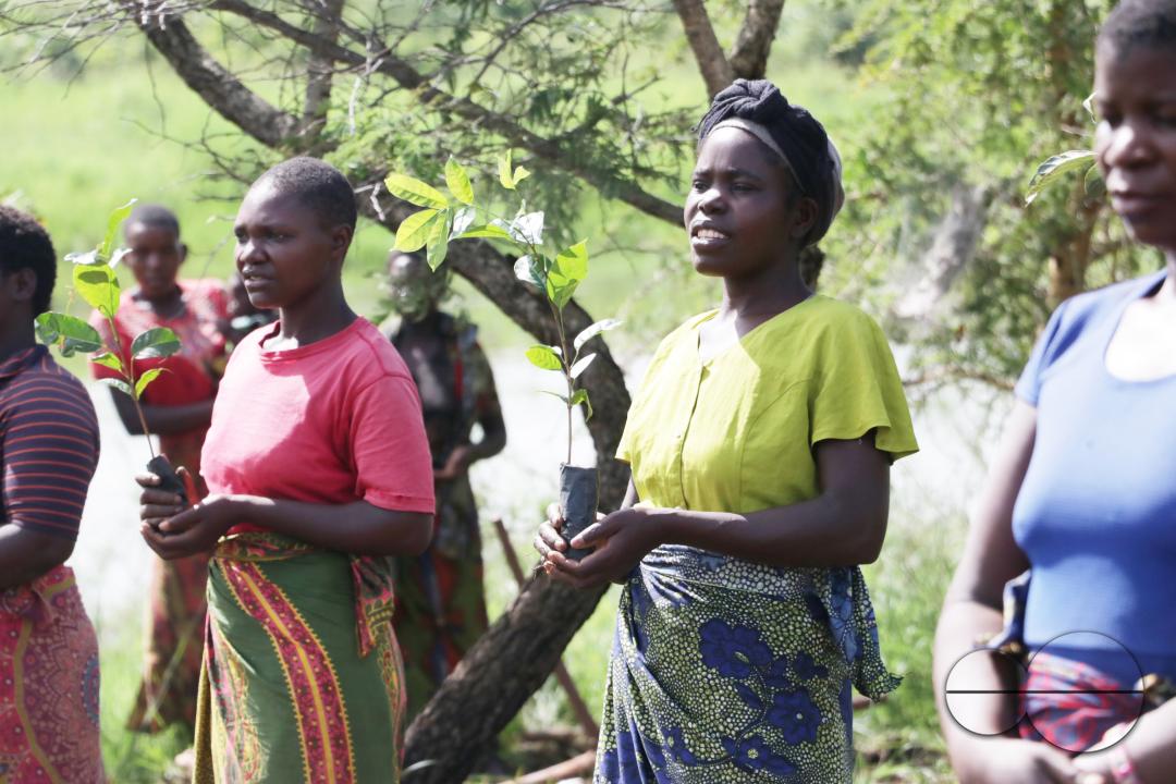 Women from the area surrounding Bua River carry 'Mibawa' trees for planting on the river banks as part of the reafforestation programme in Kasungu district, Malawi