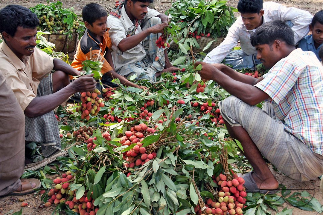 Litchis of Kalipur, Banshkhali