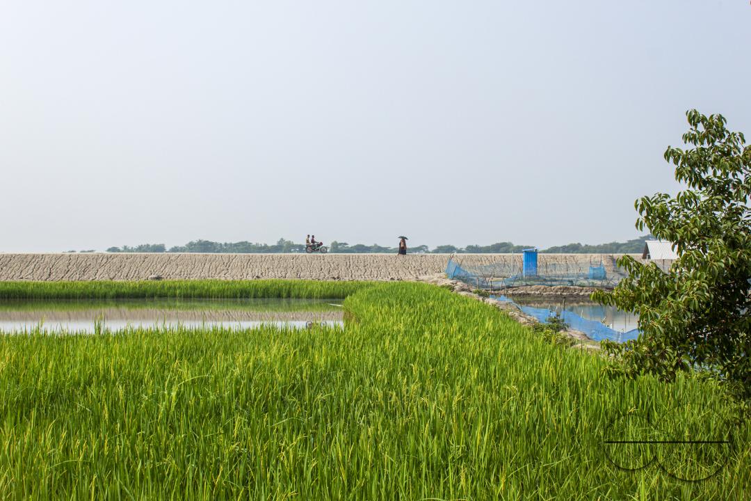 A green paddy field in Khulna, Bangladesh.