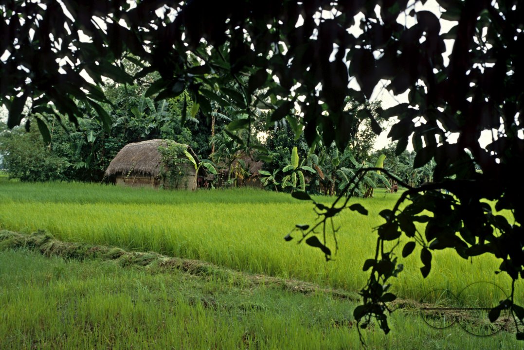 MWC002800