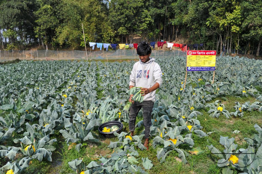 A young farmer with Valentina and Corotina, 2 varieties of cauliflower, which are Anti-diabetic and anti-cancer grown on his fields