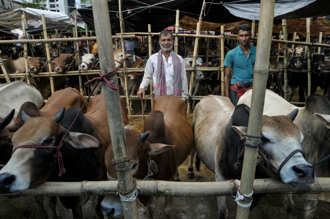 Cow Market