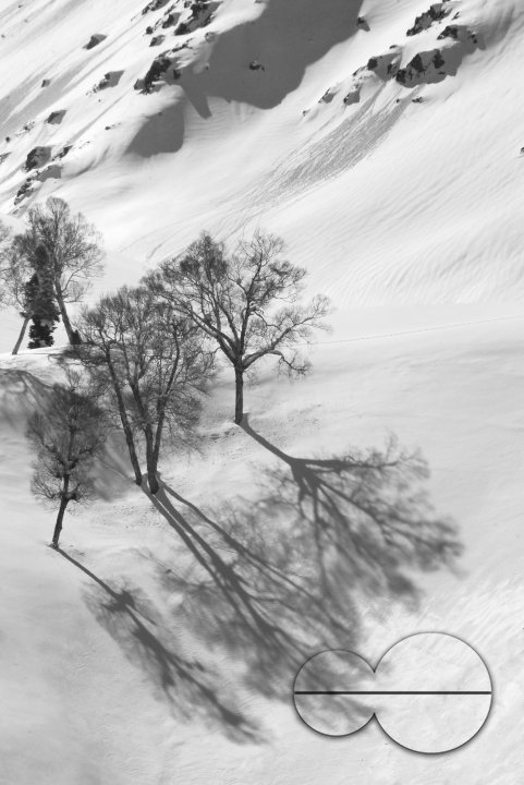 Elongated shadows of Birch trees on a snowy mountainside, Gulmarg.
