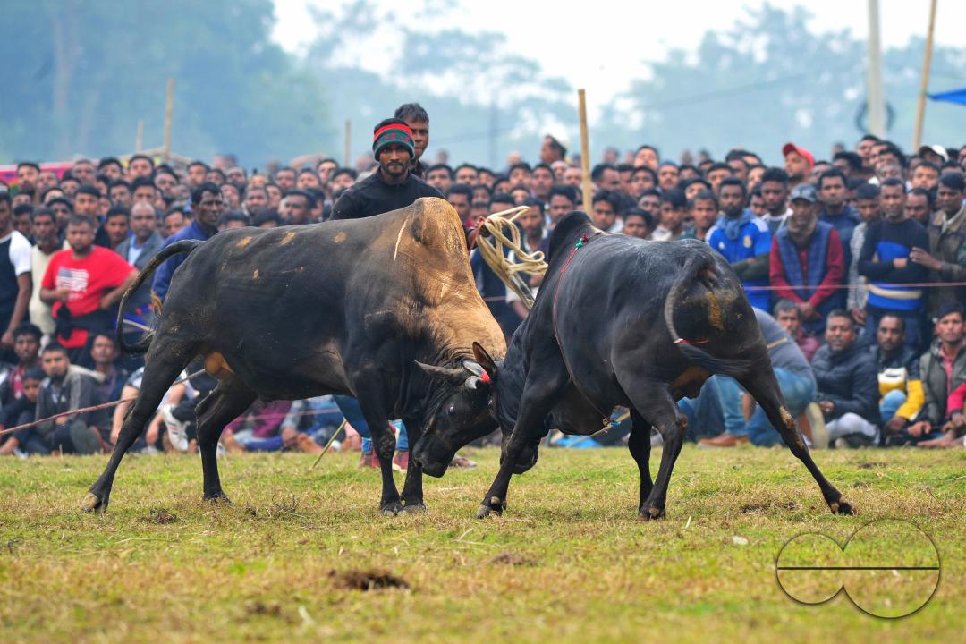 Two bulls competing in a huge bull fight organized by local residents at Khasarkandi field of Patli union of Jagannathpur upazila of Sunamganj district