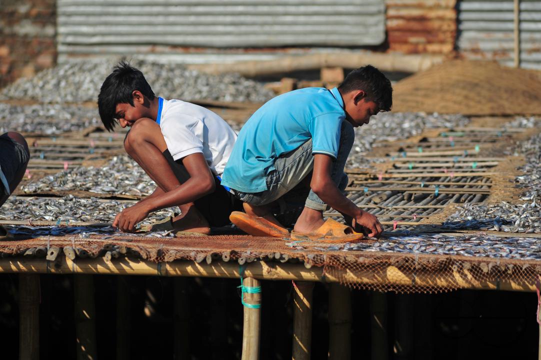 Workers are busy processing dried fish at the Lama Kazi area of Sylhet