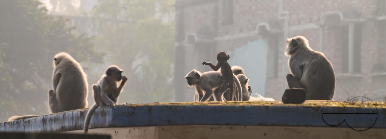 A group of hanuman langur or hanuman monkeys sunning themselves on the roof on an early winter morning, The adults sometimes lying down, while their young are kaking various gestures, some are trying to stand up and raise their arms or hang from the leav