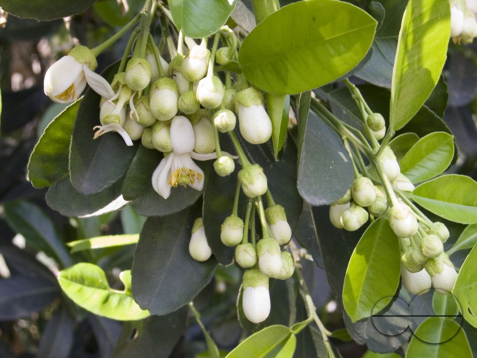 The pomelo flower