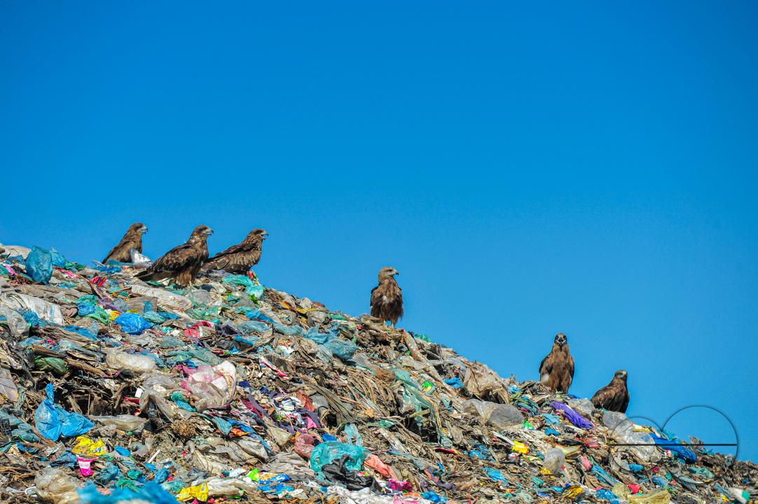 Falcon Hawks searching for food at Sylhet's Parairchak garbage dump yard in Sylhet