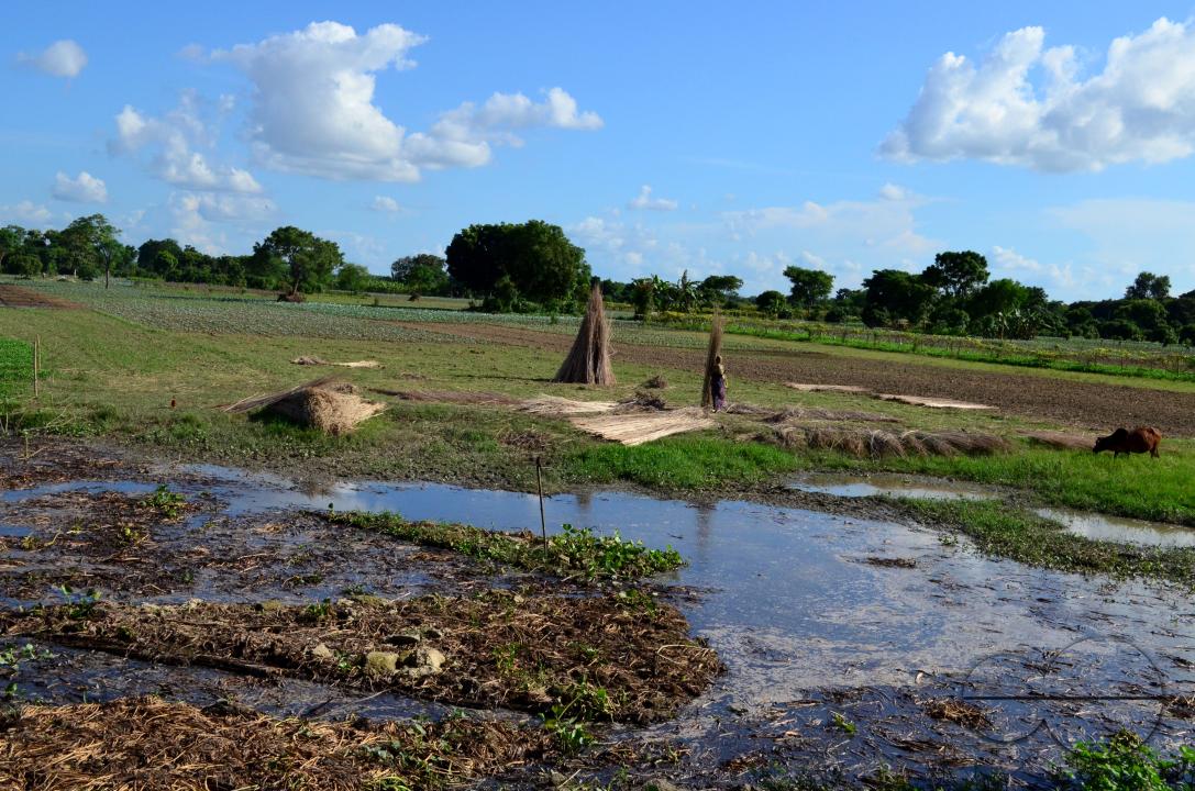 Farmers in Pabna have found an added income from selling jute sticks from jute fibres in the area, thanks to the rise of its commercial use
