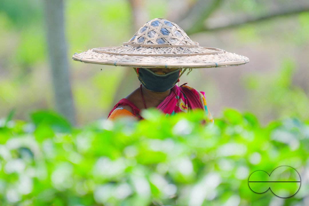 Tea garden workers during lockdown