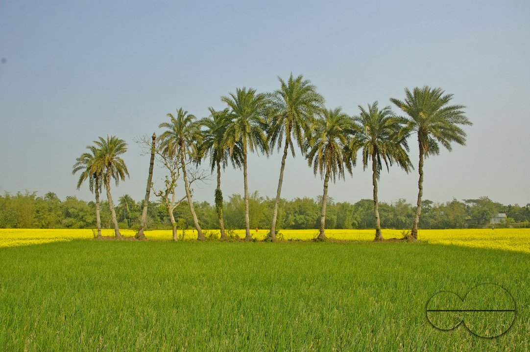 Mustard Field, Singair