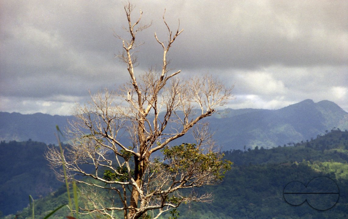 MWC003756