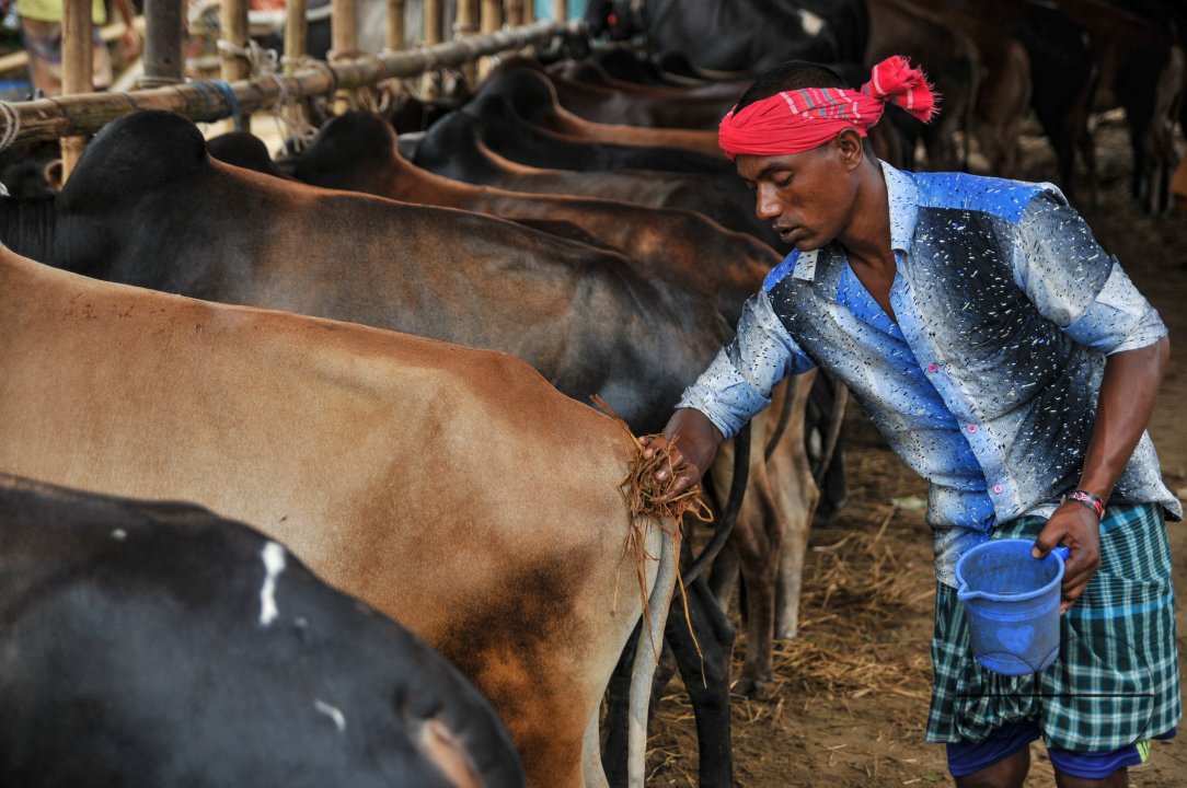 Cow Market