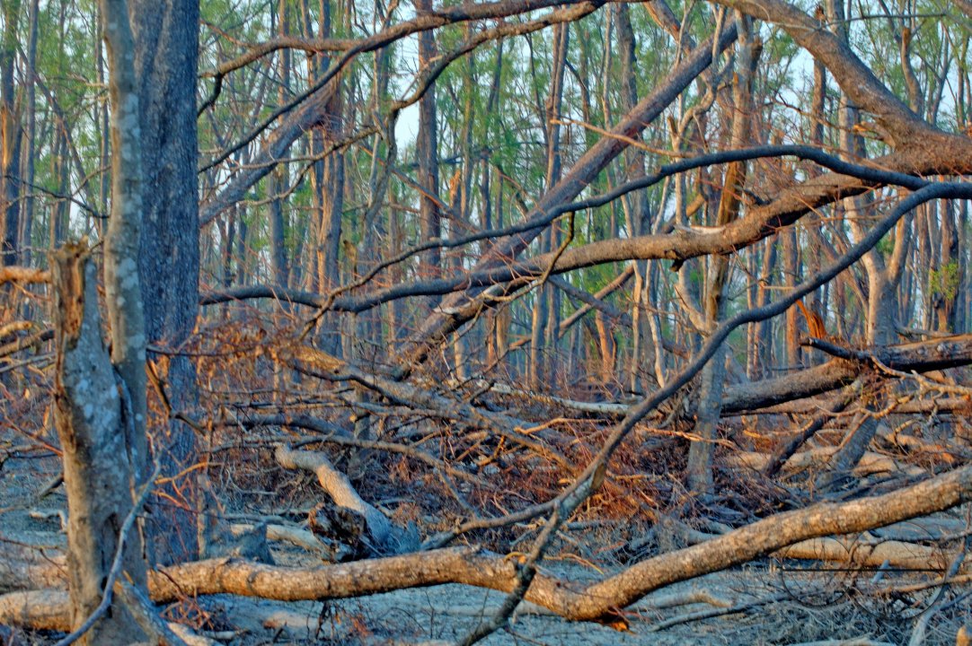 Sundarbans, Khulna, Bangladesh