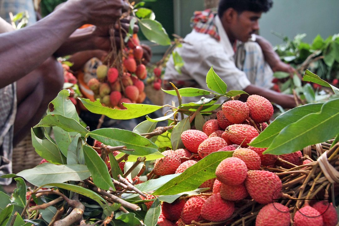 Litchis of Kalipur, Banshkhali