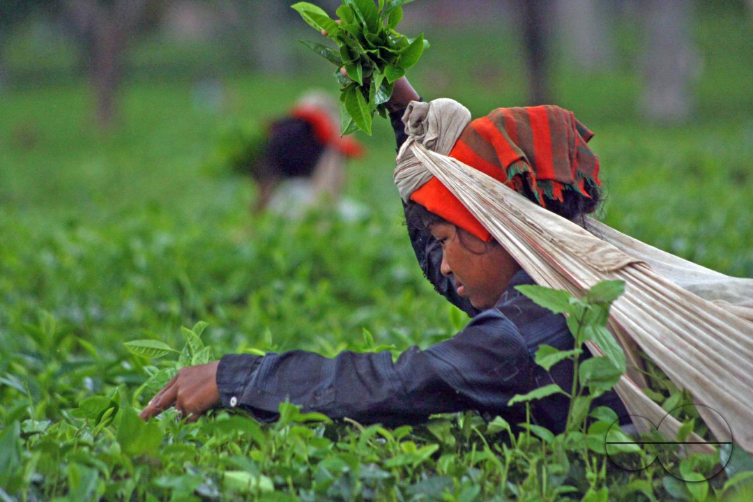 Preparation of emersion and the emersion of goddess Durga in Assam