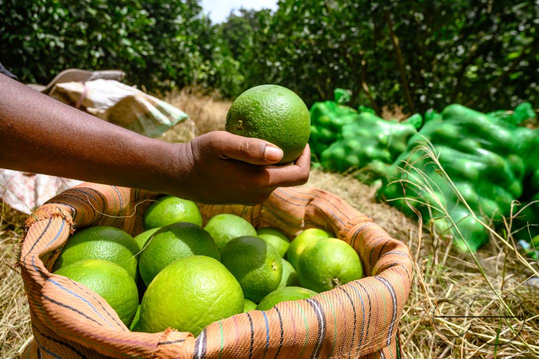 Sweet Malta Orange Fruit Plant or Sweet Malta Lemon is a delicious and easy-to-peel fruit; rich in vitamins, minerals, and antioxidants, and is generally described as tasting like molasses