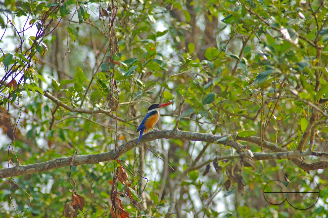 Sundarbans, Khulna, Bangladesh