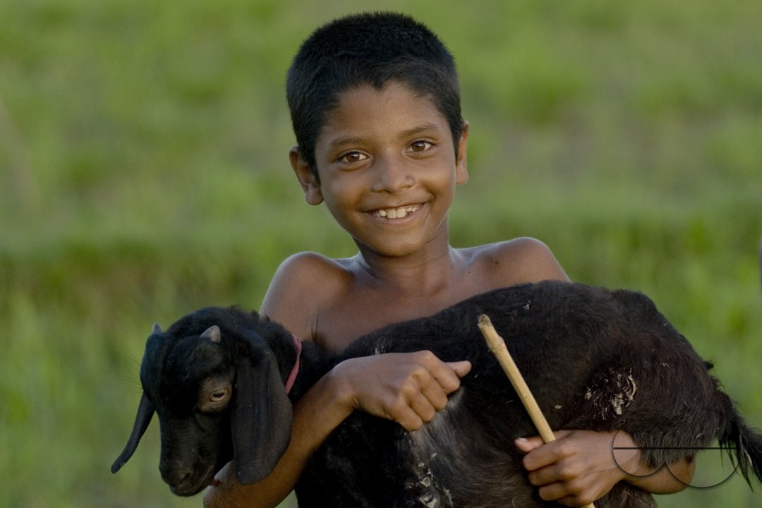 Graze goat: Bangladesh