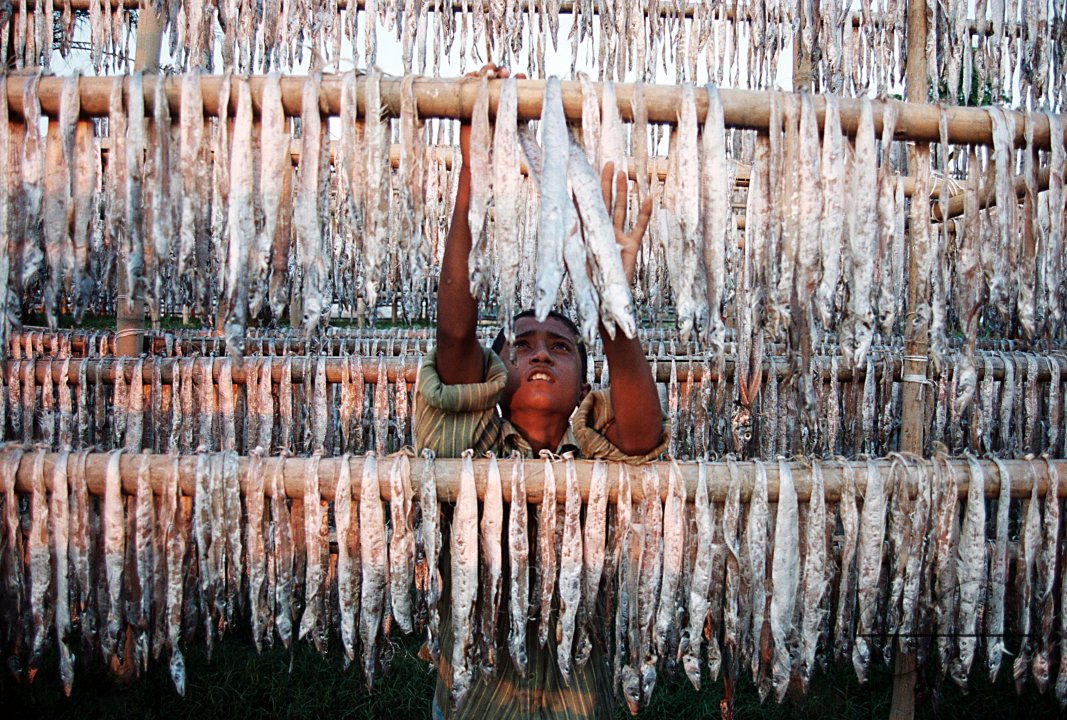 dry fish