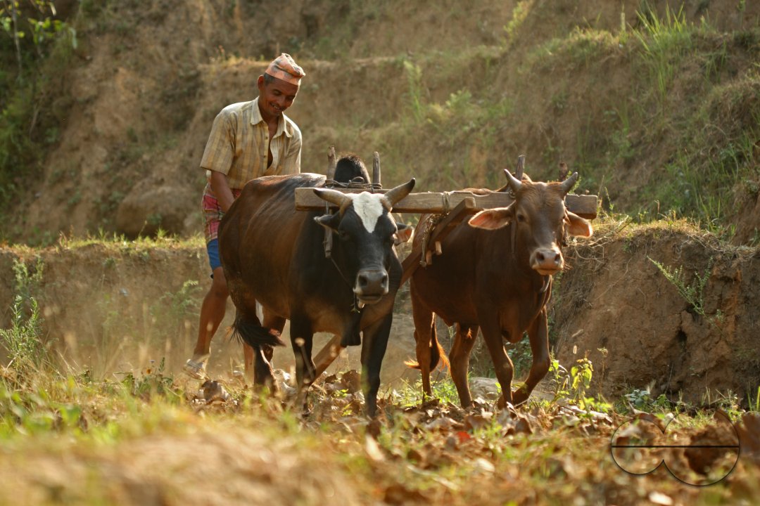 People of Nepal