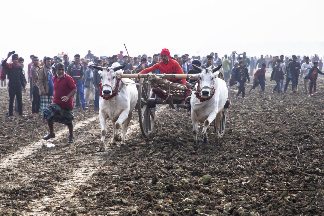 Bullock-carts traditional racing competition at a rural area in Jessore