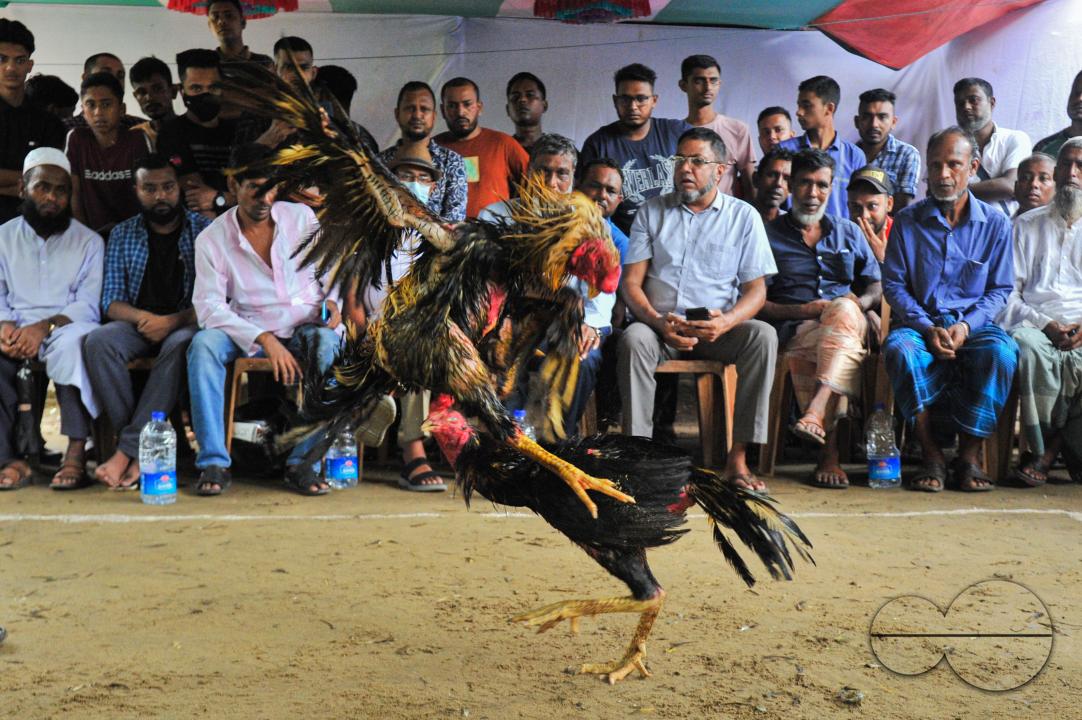 In a cockfight in Akhalia area of Sylhet city, two roosters are fighting