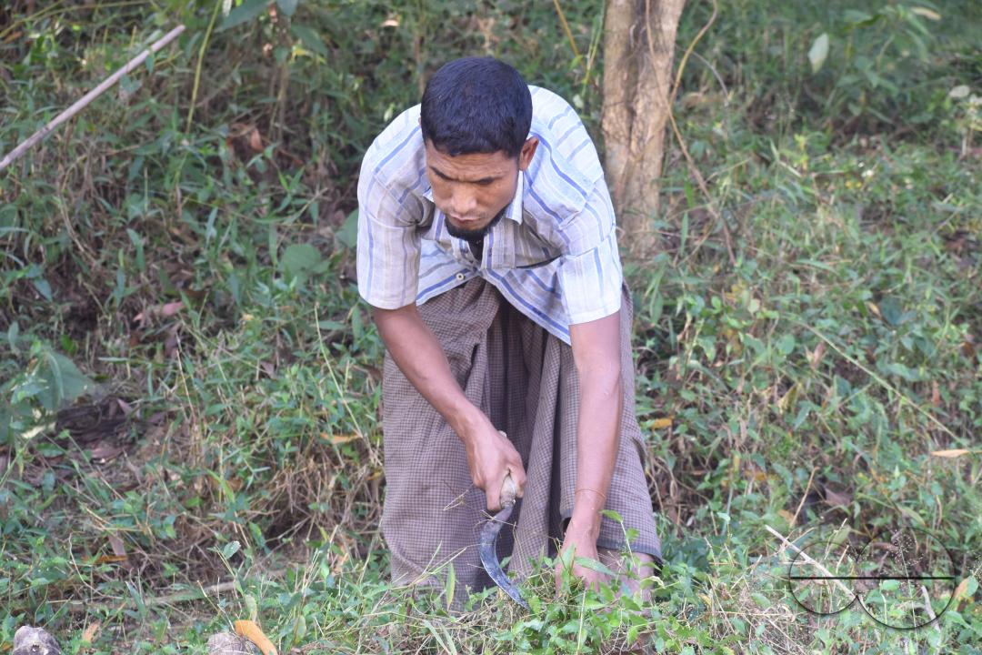 People plant vegetable and fruit trees for food at the Balukhali refugee camp